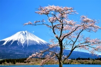 photo?id=3083&suffix=t