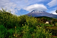 photo?id=3119&suffix=t