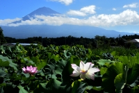 photo?id=3120&suffix=t