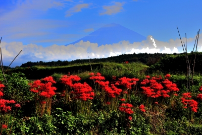 photo?id=3121&suffix=m