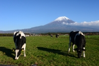 photo?id=3123&suffix=t