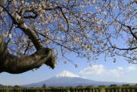 photo?id=3130&suffix=t