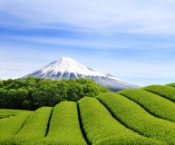 photo?id=3131&suffix=t