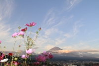 photo?id=3132&suffix=t
