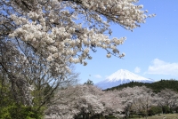 photo?id=3134&suffix=t