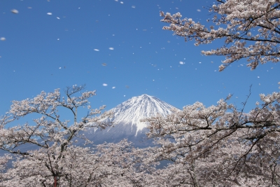 photo?id=3143&suffix=m
