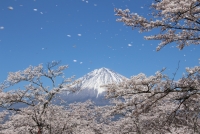 photo?id=3143&suffix=t