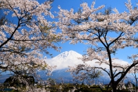 photo?id=3145&suffix=t