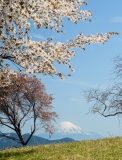photo?id=3147&suffix=t
