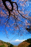photo?id=3210&suffix=t