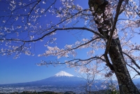 photo?id=3211&suffix=t