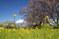 photo?id=3230&suffix=t