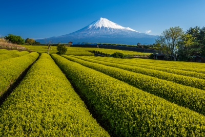 photo?id=3232&suffix=m