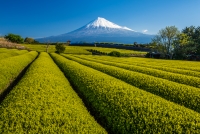 photo?id=3232&suffix=t
