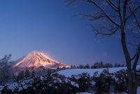 photo?id=3246&suffix=t