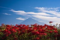 photo?id=3249&suffix=t