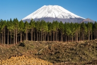 photo?id=3256&suffix=t