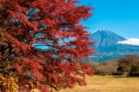 photo?id=3263&suffix=t
