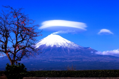 photo?id=3275&suffix=m