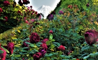 photo?id=3295&suffix=t