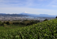 photo?id=3304&suffix=t