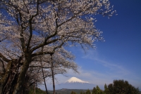 photo?id=3306&suffix=t