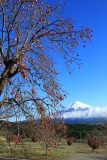 photo?id=3331&suffix=t