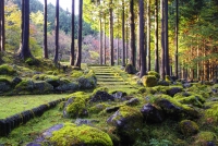 photo?id=3338&suffix=t