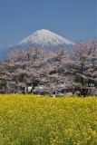 photo?id=3368&suffix=t