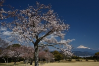 photo?id=3371&suffix=t