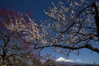 photo?id=3376&suffix=t