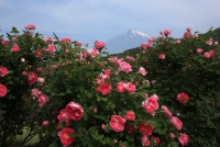 photo?id=3391&suffix=t