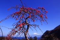 photo?id=3398&suffix=t