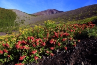 photo?id=3402&suffix=t