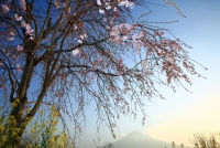 photo?id=3406&suffix=t