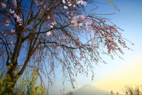 photo?id=3408&suffix=t