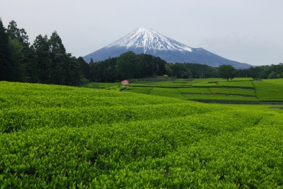 photo?id=3410&suffix=m