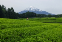 photo?id=3410&suffix=t