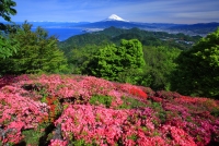 photo?id=3412&suffix=t