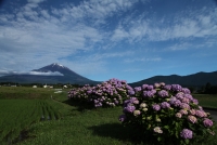 photo?id=3424&suffix=t