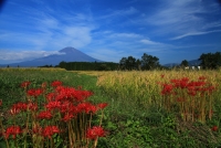 photo?id=3430&suffix=t