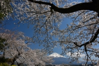 photo?id=3451&suffix=t