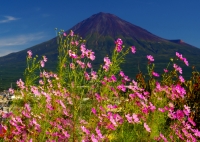 photo?id=3466&suffix=t