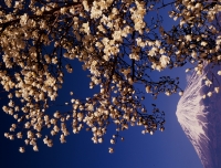 photo?id=3468&suffix=t