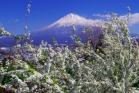 photo?id=3474&suffix=t