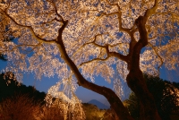 photo?id=3490&suffix=t
