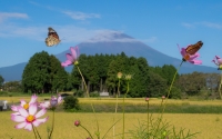 photo?id=3493&suffix=t
