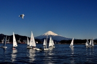 photo?id=3513&suffix=t