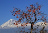 photo?id=3516&suffix=t