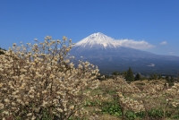 photo?id=3524&suffix=t